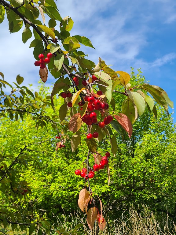 Fachada de Kilmarnock Orchard