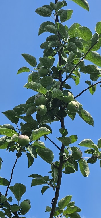 Fachada de Smyth's Apple Orchard