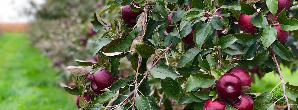 Fachada de Mountain Orchards