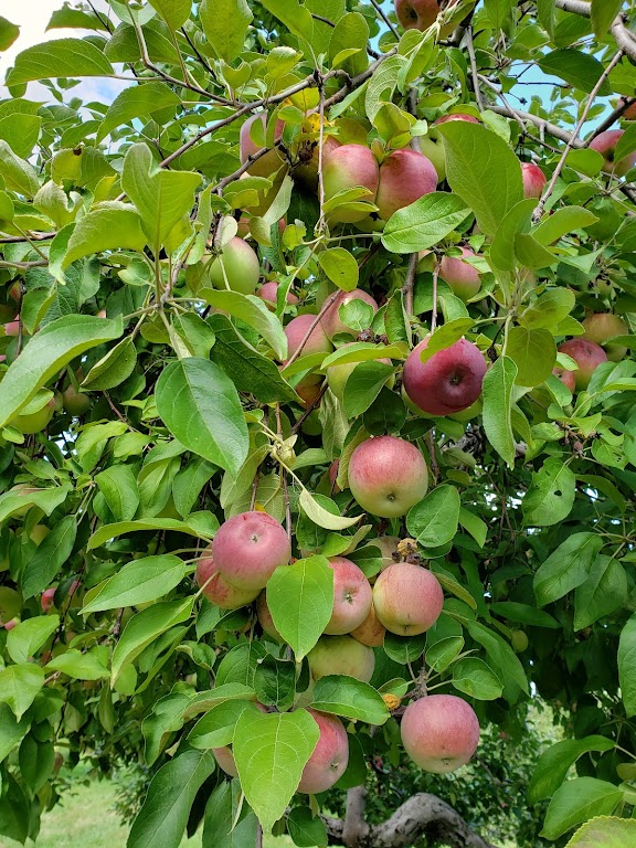 Fachada de Pinewood Orchard