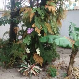 Fachada de Igrejas e Templos